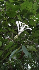 Bauhinia tarapotensis