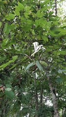 Bauhinia tarapotensis