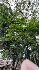 Bauhinia tarapotensis