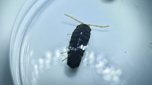 Isopus observed 2026-03-19