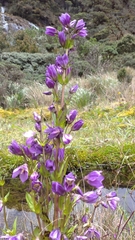 Gentianella profusa