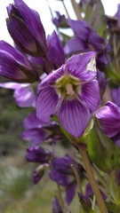 Gentianella profusa