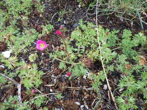 rockery saxifrage (Saxifraga ×)