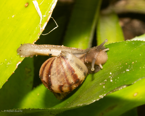 Lissachatina fulica