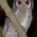 Northern White-faced Owl - Photo (c) Gip Gipukan, some rights reserved (CC BY-NC)