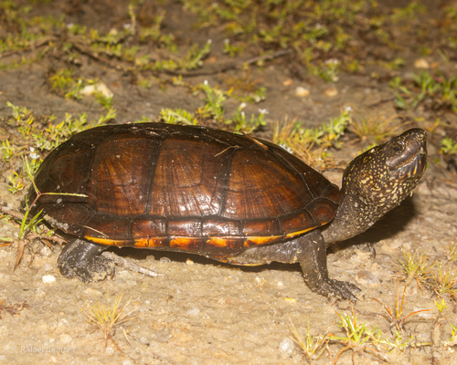 Kinosternon scorpioides