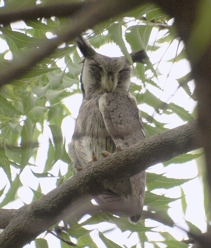 Northern White-faced Owl