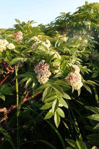 Sorbus sambucifolia iNat (3)
