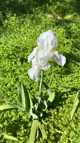 Cemetery Iris