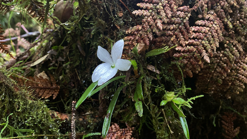 Ceratostylis observed 2026-03-19