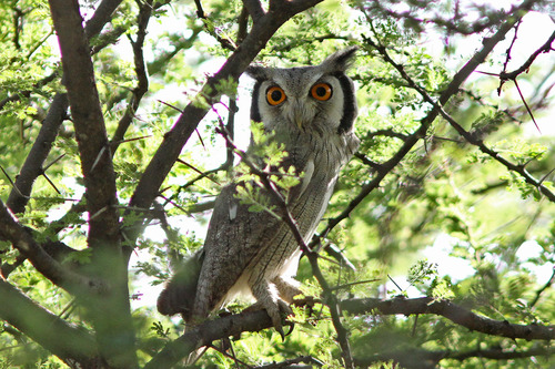 Northern White-faced Owl
