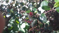Ribes viburnifolium