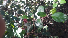 Ribes viburnifolium
