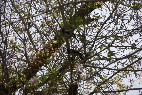 Western Plantain-eater