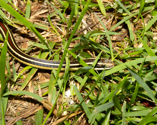 Lema's Ground Snake
