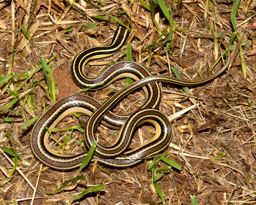 Lema's Ground Snake