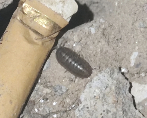 Common Pill Woodlouse