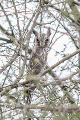 Northern White-Faced Owl photo 3