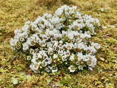 Gentianella cerina