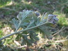 Puccinia chrysanthemi