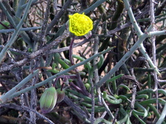 Crassothonna protecta