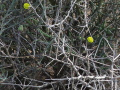 Crassothonna protecta