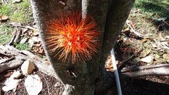 Brownea coccinea