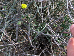 Crassothonna protecta