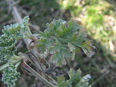 Puccinia chrysanthemi