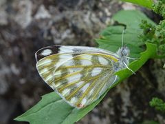 Pontia glauconome