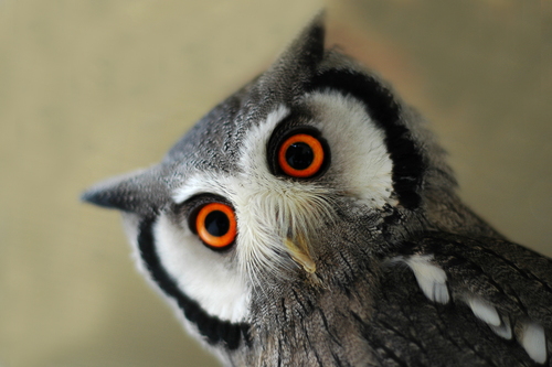 Northern White-faced Owl