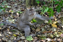 Macaca fascicularis