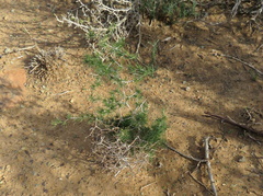 Asparagus exuvialis