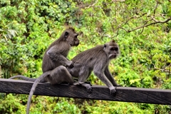 Macaca fascicularis