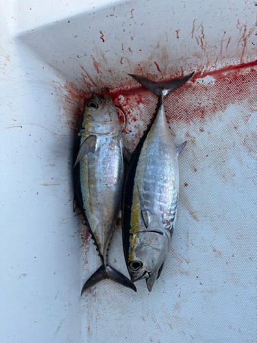 Thunnus atlanticus