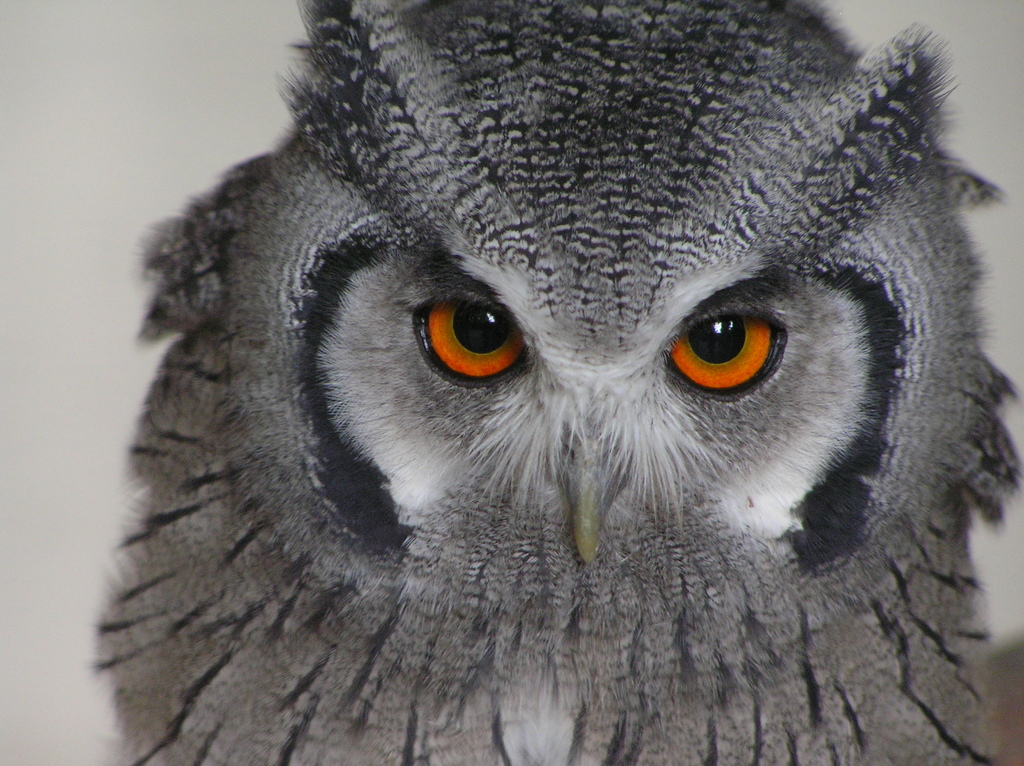 Southern White-faced Owl