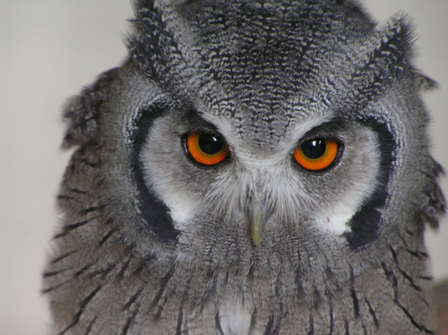 Southern White-faced Owl