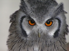 Southern White-Faced Owl photo 4