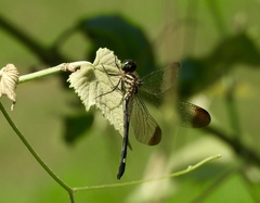 Macrothemis inequiunguis