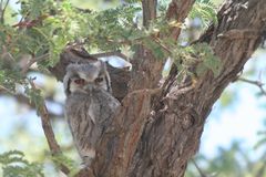 Southern White-Faced Owl photo 5