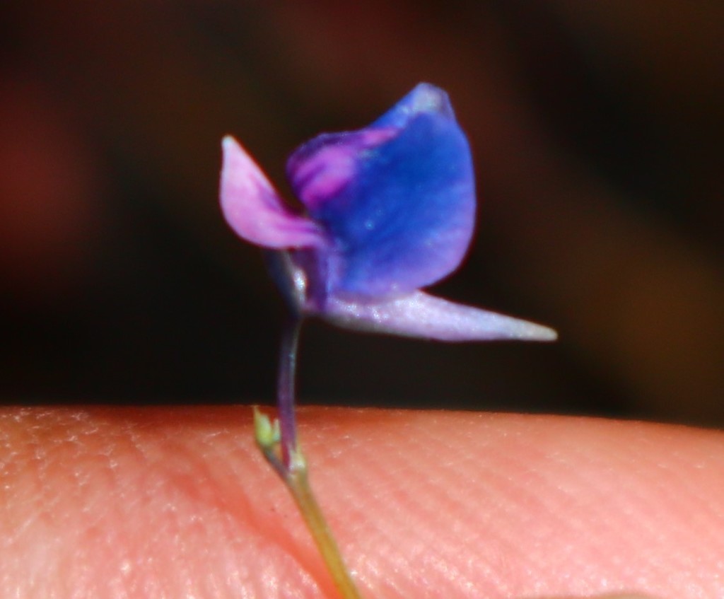 Utricularia malabarica Janarth. & A.N.Henry