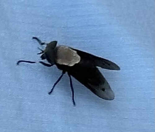 Unknown species found near Death Valley National Park, Inyo County, US-CA, US