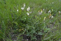 Astragalus albicaulis