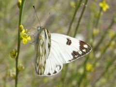 Pontia glauconome
