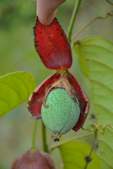 Passiflora killipiana