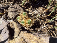 Psammotropha myriantha