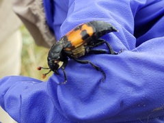 Nicrophorus guttula