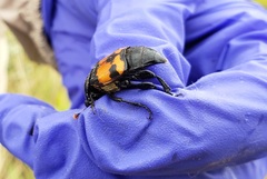 Nicrophorus guttula