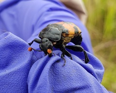 Nicrophorus guttula