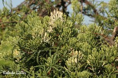 Tripodanthus flagellaris